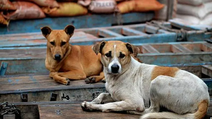 सतना में आवारा कुत्ते का आतंक, एक ही दिन में करीब 40 लोग घायल